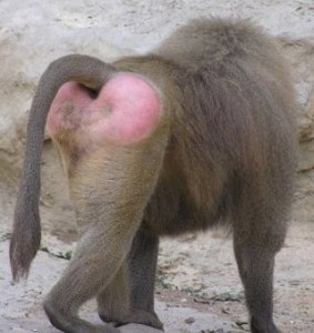 monkey